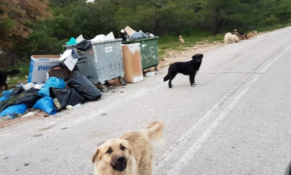 Βόλος: Ηλικιωμένος δέχθηκε άγρια επίθεση σκυλιών- Βρίσκεται στο νοσοκομείο